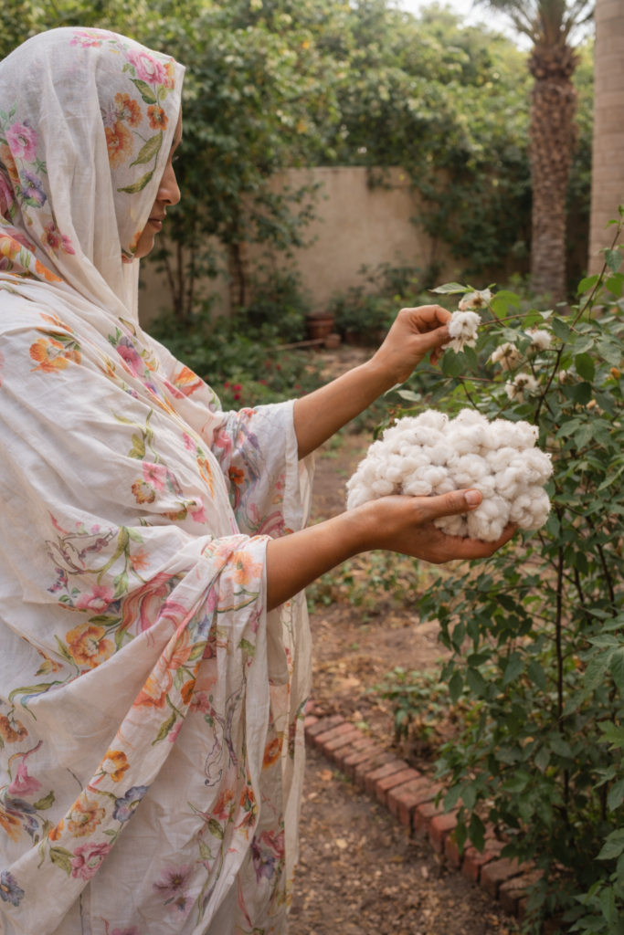 cotton harvest
